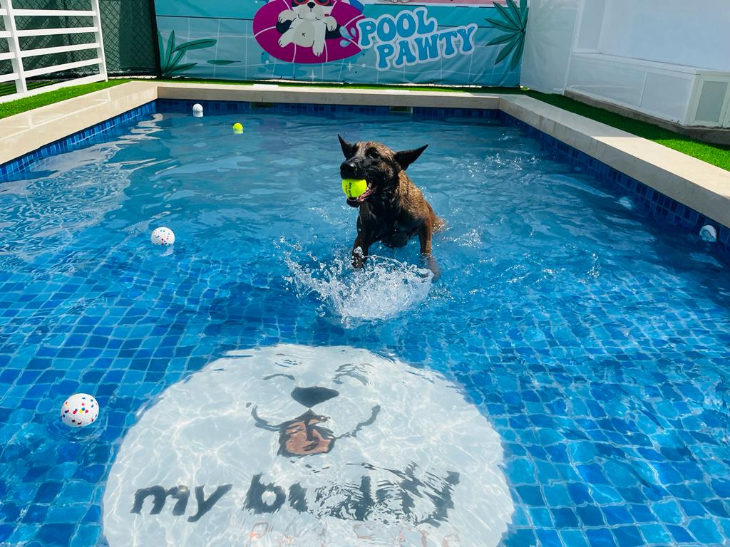 My Buddy Pet Care Best pet care in Dubai